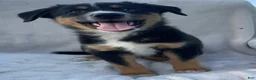 Mixed Breed dogs for sale: Chippy - Ad 6