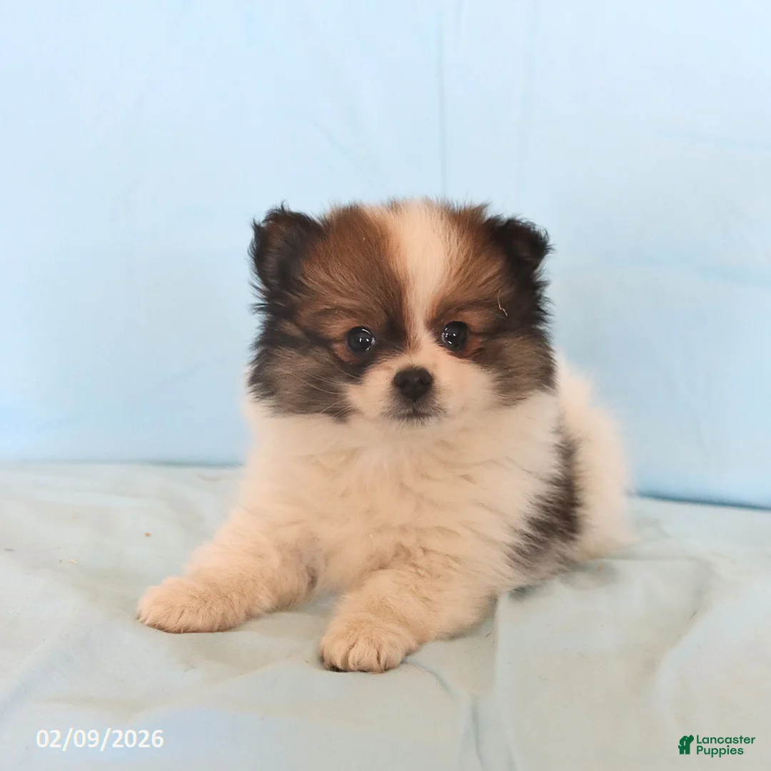 Pomeranian dogs for sale: Lyla - Ad 5