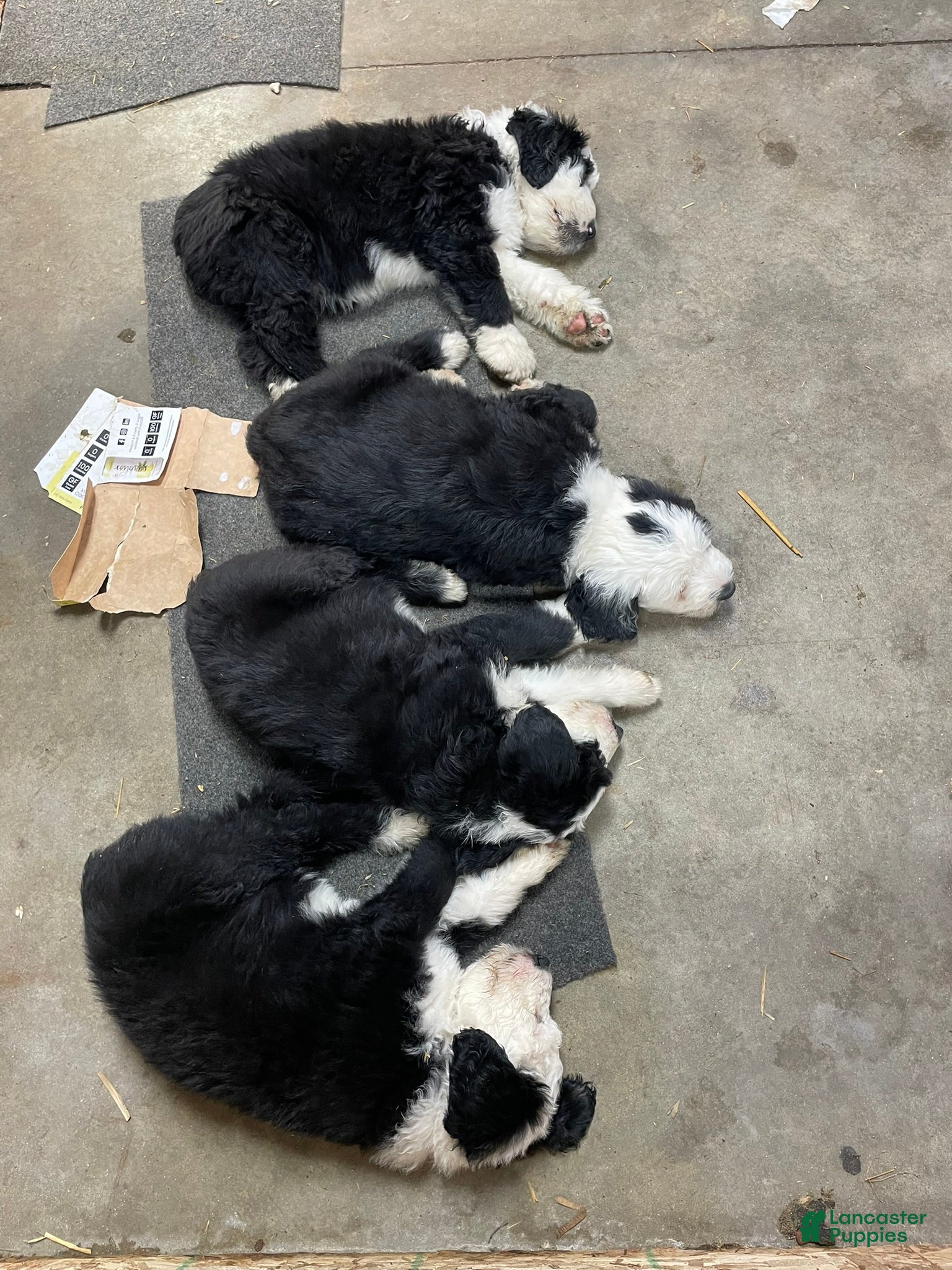 Old English Sheepdog dogs Old English Sheepdog Puppy 2 - Ad 1