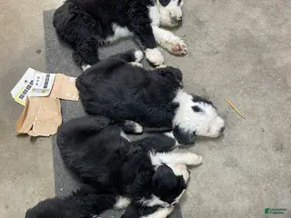 Old English Sheepdog dogs Old English Sheepdog Puppy 2 - Ad 9