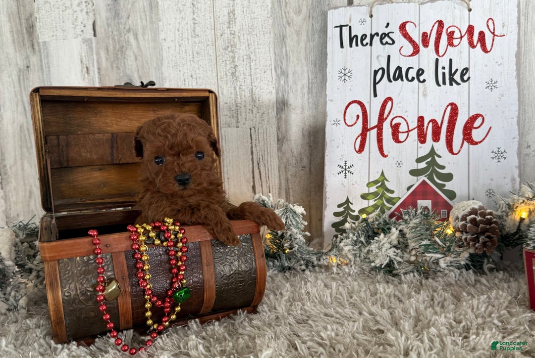 Cavapoo dogs for sale: Sage - Ad 4