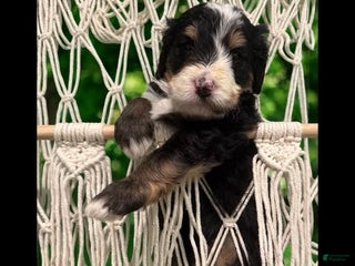 Bernedoodle dogs - Ad 34