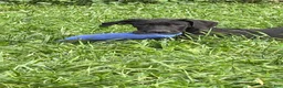 Great Dane dogs for sale: Patience Great Dane  - Ad 25