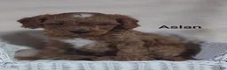 Cavapoo dogs for sale: Cavapoo F1b 8 Aslan - Ad 3