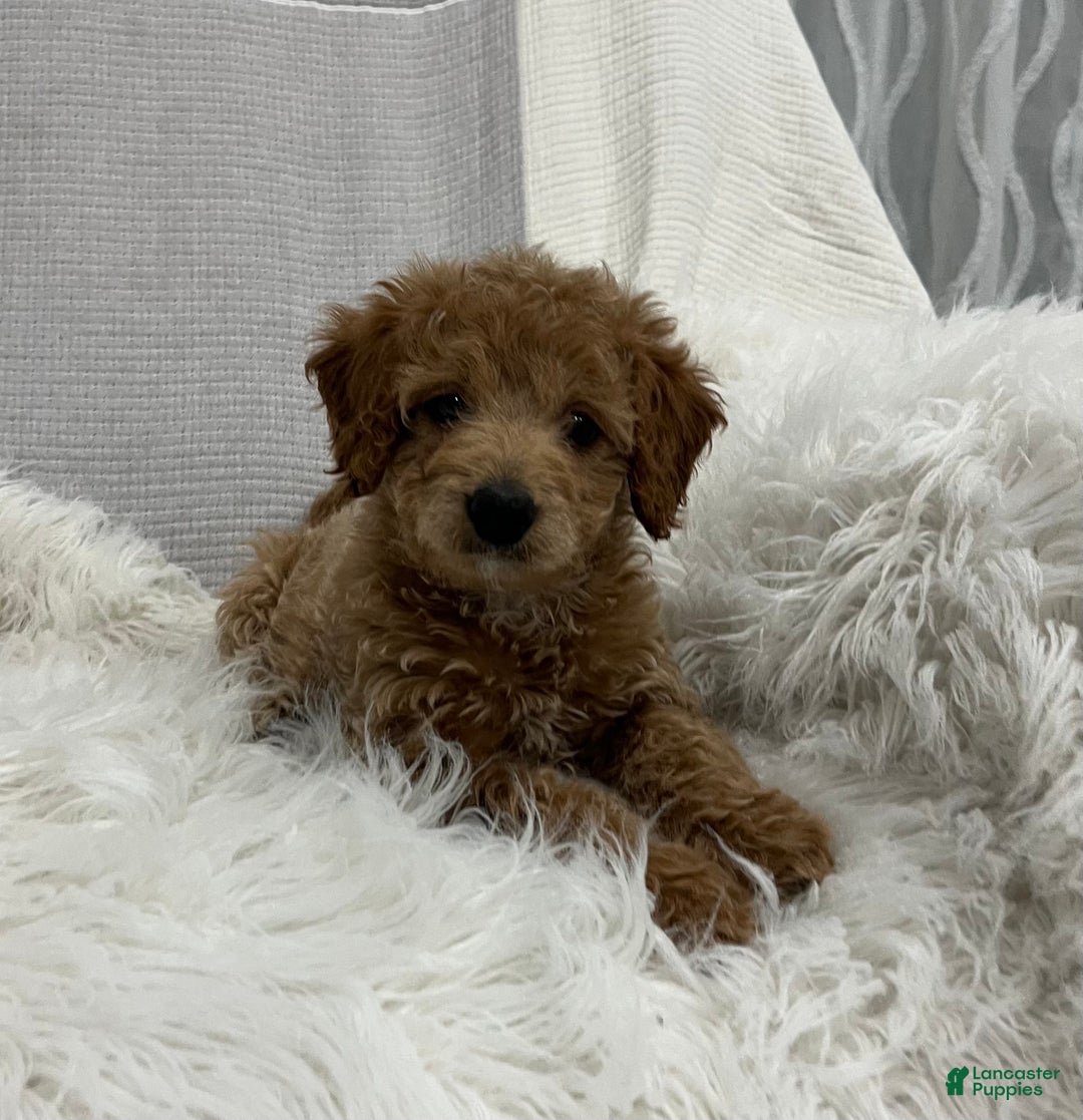 Mini Goldendoodle dogs for sale: Darcy  - Ad 4