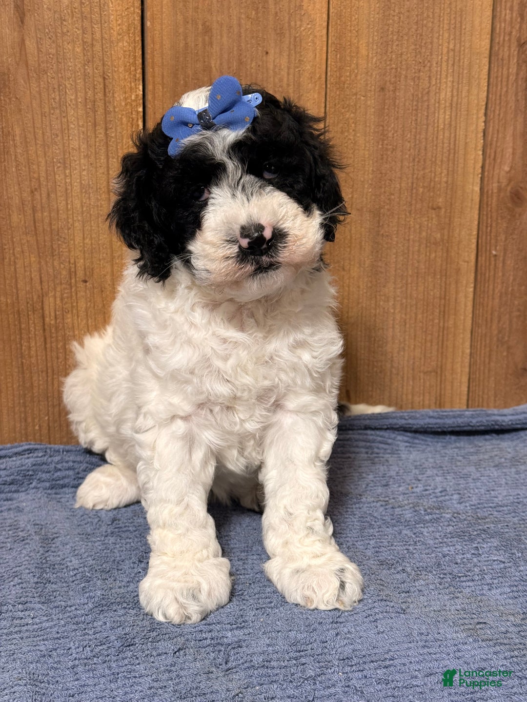 Mixed Breed dogs for sale: Medium F1b Bernedoodle - Sullivan - Ad 3
