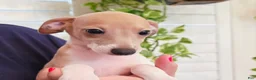 Italian Greyhound dogs for sale: Santiago - Ad 3