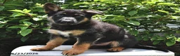 German Shepherd dogs for sale: Majesty - Ad 2