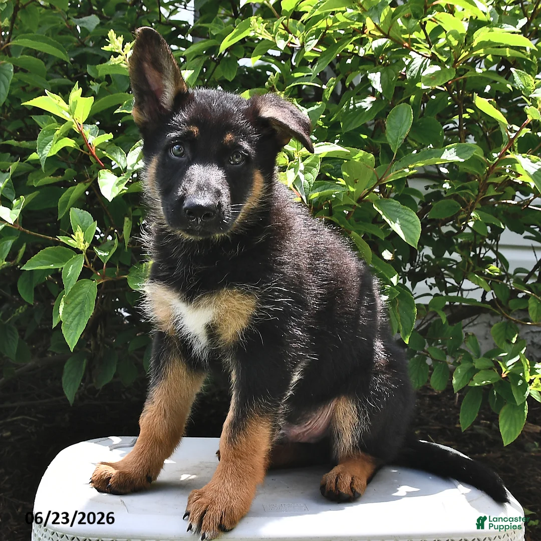 German Shepherd dogs for sale: Majesty - Ad 2