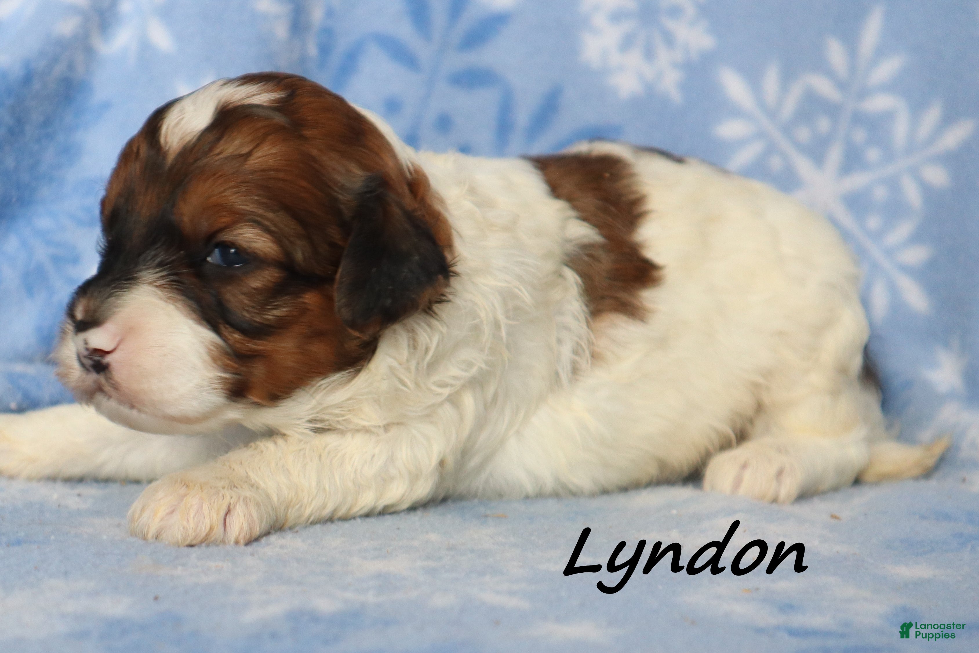 Mini Goldendoodle dogs Lyndon - Ad 20