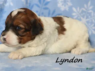 Mini Goldendoodle dogs Lyndon - Ad 20
