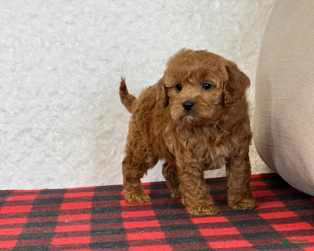 Cavapoo dogs for sale: Casey - Ad 9