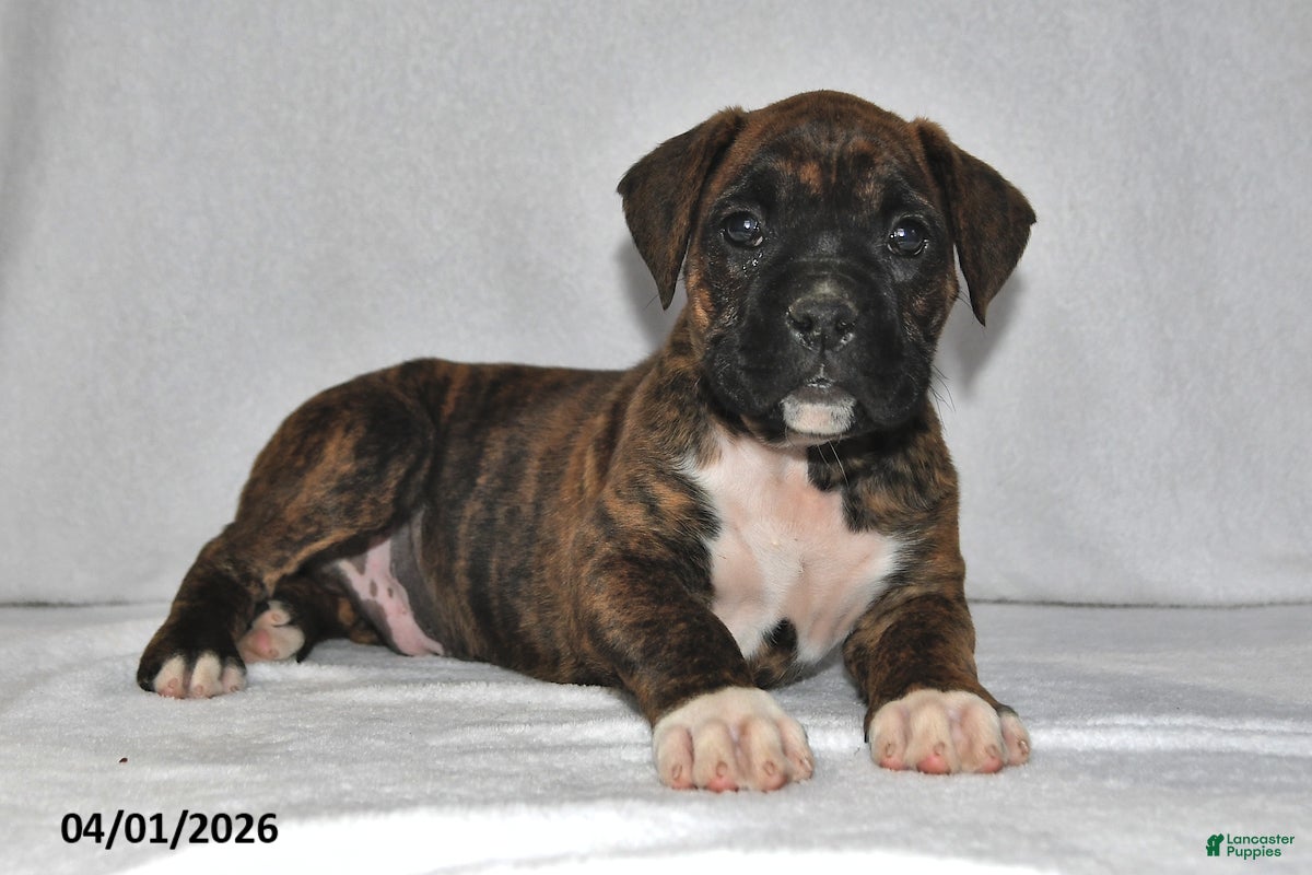 Boxer dogs Maverick - Ad 2