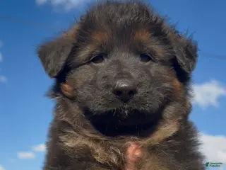 German Shepherd dogs for sale: Diesel - Ad 2