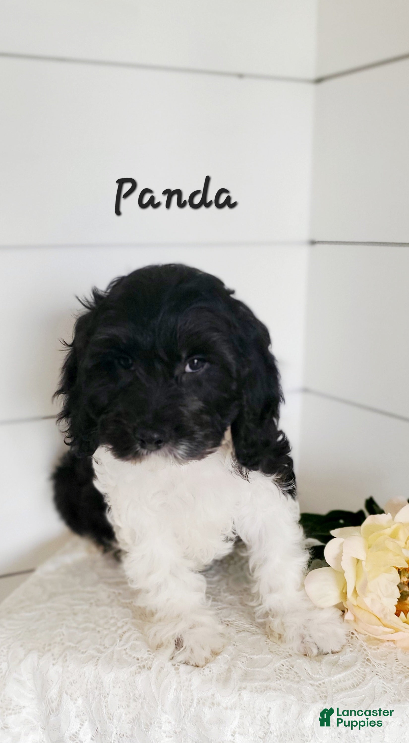 Cavapoo dogs Panda - Ad 6