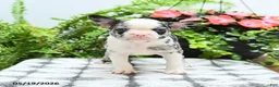 Boston Terrier dogs for sale: Alexia - Ad 3