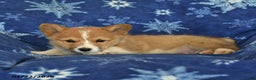 Welsh Corgi Pembroke dogs for sale: Tommy - Ad 5