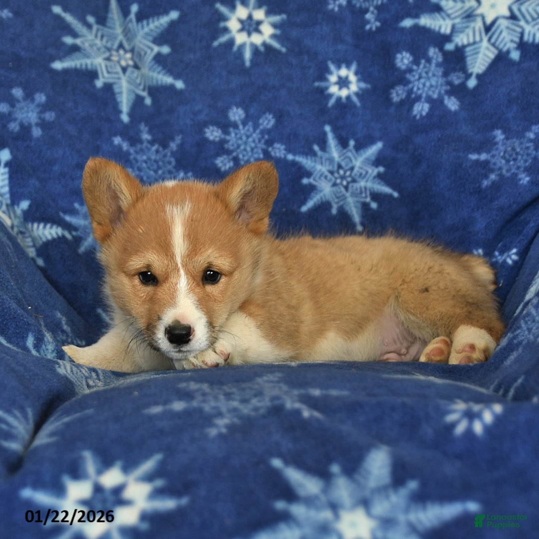 Welsh Corgi Pembroke dogs for sale: Tommy - Ad 5