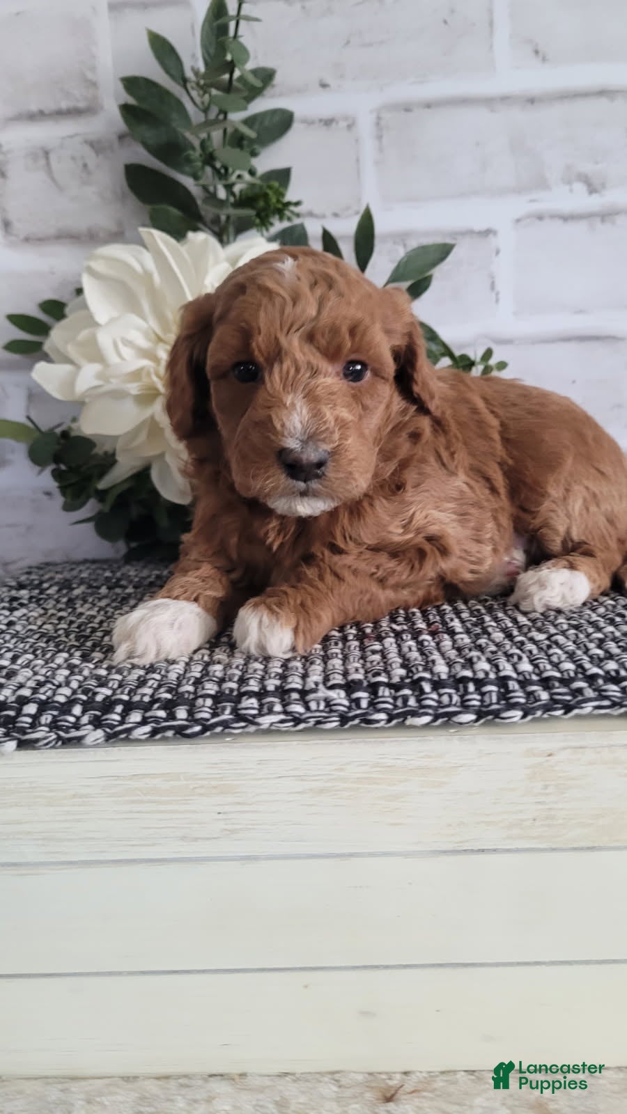 Mini Goldendoodle dogs Mini Goldendoodle Puppy 3 - Ad 24