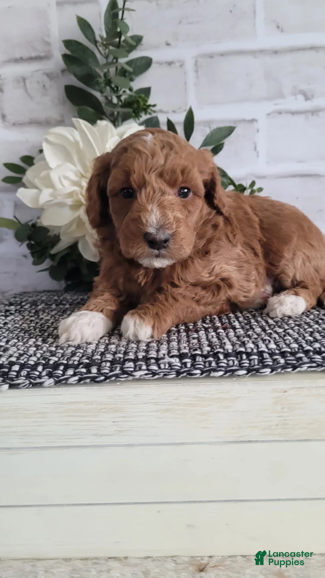 Mini Goldendoodle dogs for sale: Mini Goldendoodle Puppy 3 - Ad 1