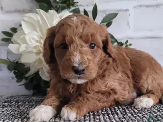 Mini Goldendoodle dogs Mini Goldendoodle Puppy 3 - Ad 24