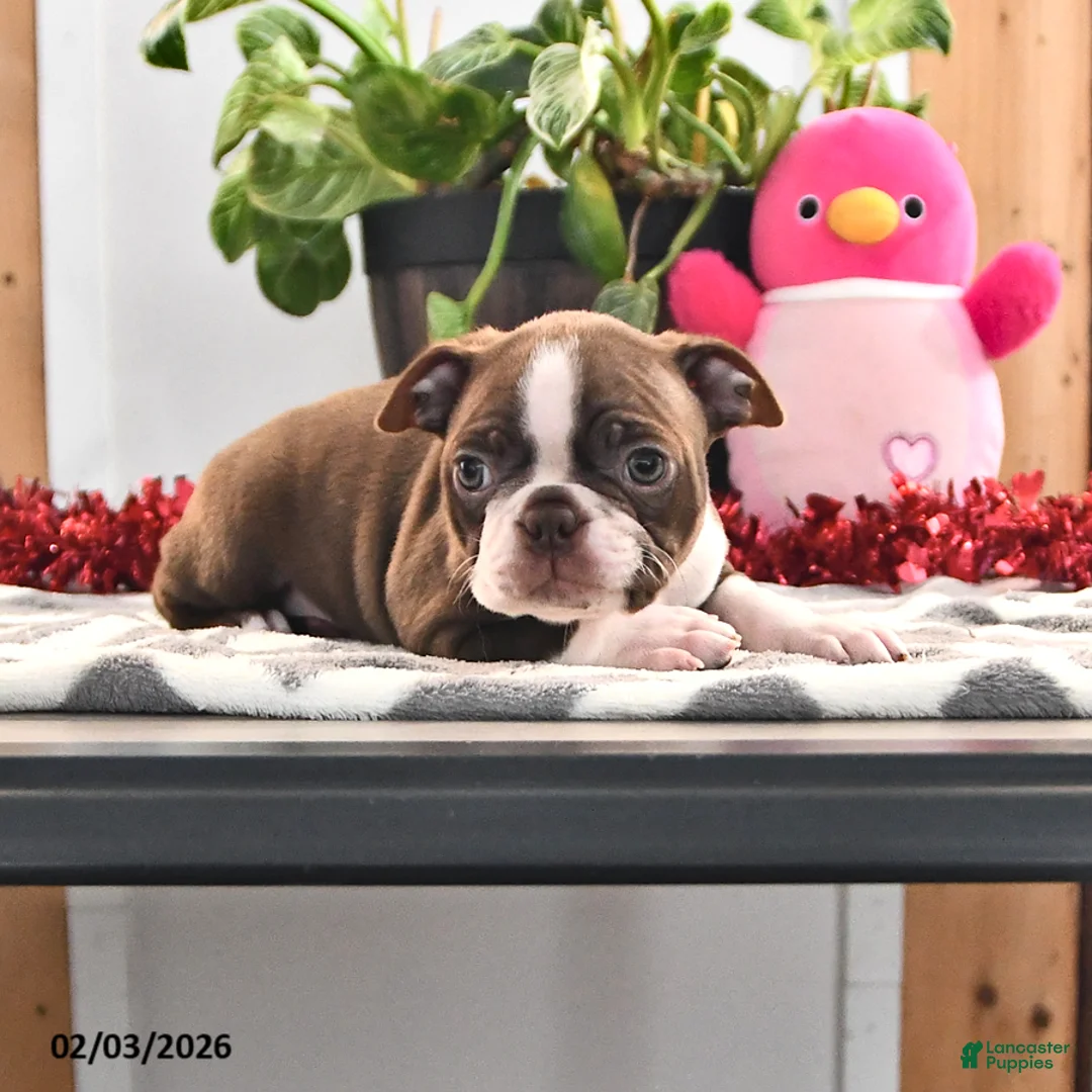 Boston Terrier dogs for sale: James   - Ad 4