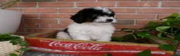 Mini Bernedoodle dogs for sale: Arthur - Ad 7
