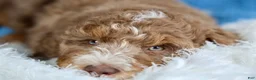 Mixed Breed dogs for sale: Harry Potter - Ad 5