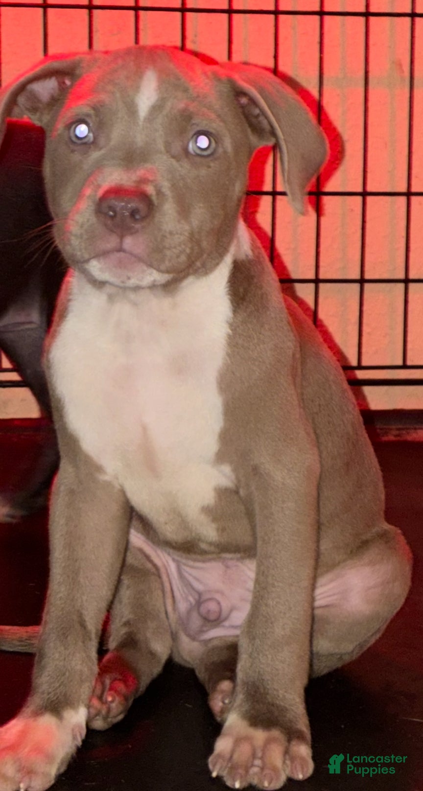 American Bully dogs American staffordshire terrier male - Ad 2