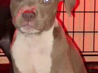 American Bully dogs American staffordshire terrier male - Ad 10