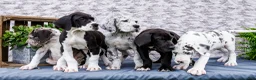 Great Dane dogs for sale: Kelsey - Ad 17