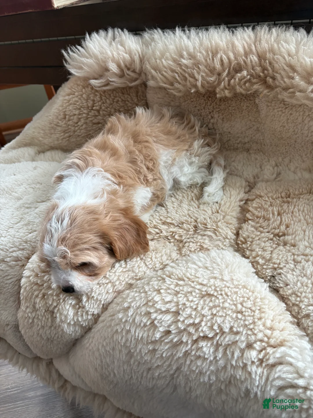 Cavachon dogs for sale: Cavachon Puppy 2 - Ad 2