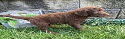 Standard Poodle dogs for sale: Tanner- genetic clear - Ad 2