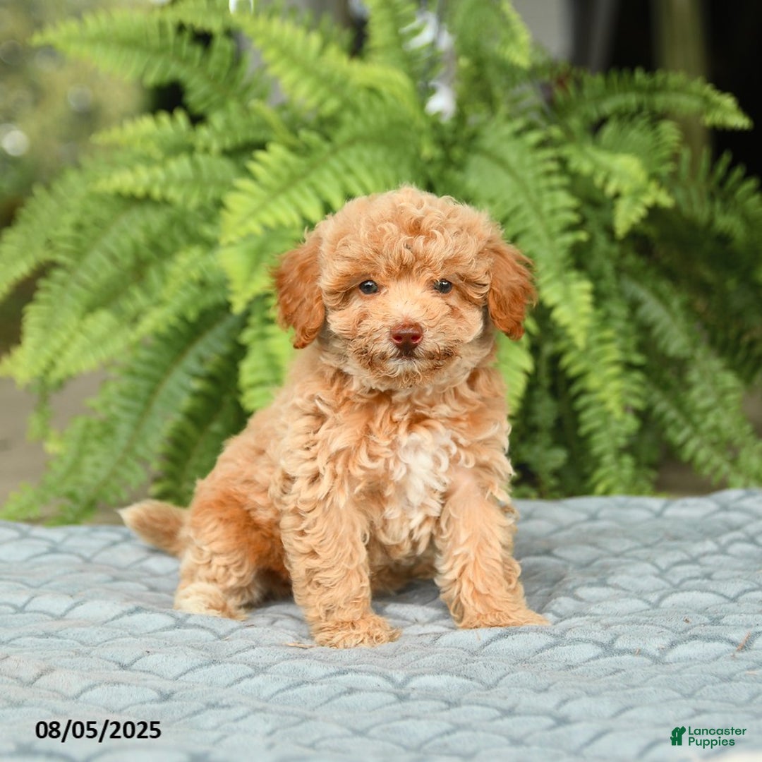 Toy Poodle dogs for sale: Sloane House Raised - Ad 6