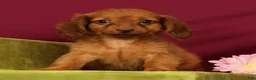 Miniature Dachshund dogs for sale: Sonya - Ad 5