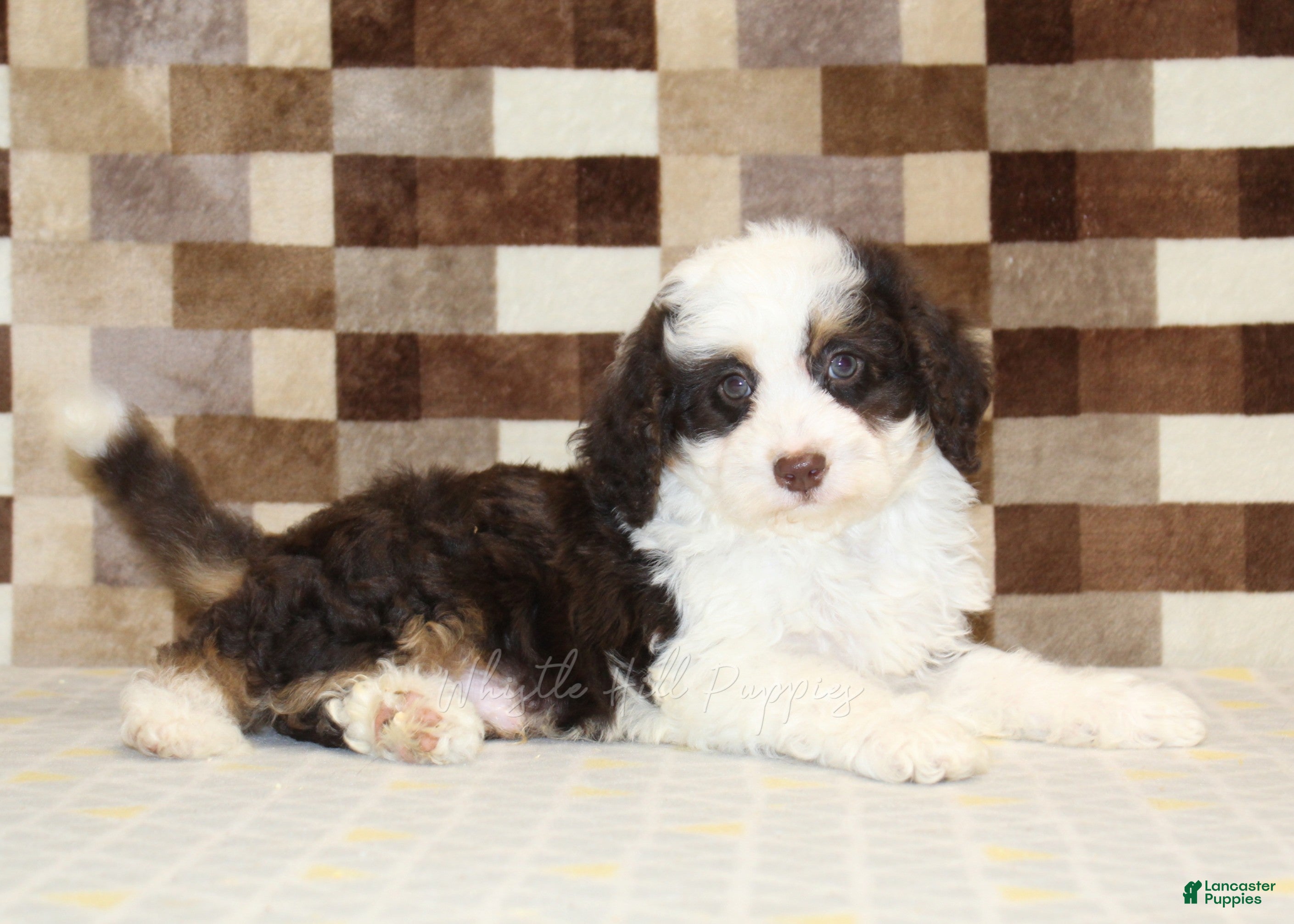 Mini Bernedoodle dogs Hershey - Ad 2