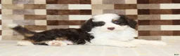 Mini Bernedoodle dogs for sale: Hershey - Ad 2