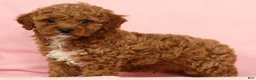 Cavapoo dogs for sale: Hendrick - Ad 7