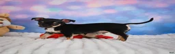 Chihuahua dogs for sale: Charlie - Ad 16