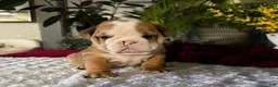 English Bulldog dogs for sale: Mack - Ad 2
