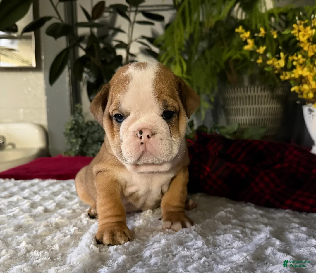 English Bulldog dogs for sale: Mack - Ad 2