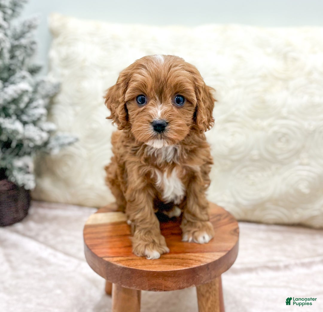 Cavapoo dogs for sale: Candy - Ad 2