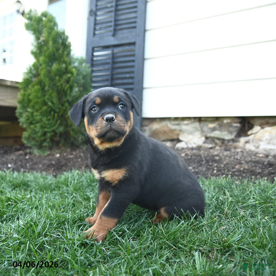 Rottweiler dogs Clover - Ad 2