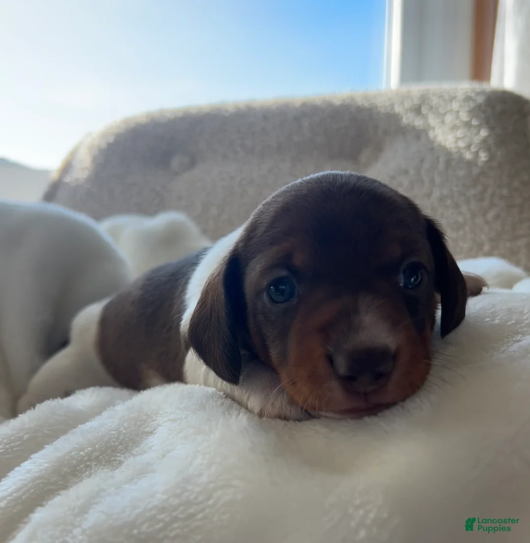 Miniature Dachshund dogs for sale: Doxy - Ad 8