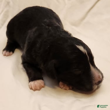 Mini Aussiedoodle dogs for sale: Snoopy_Male Tuxedo - Ad 6