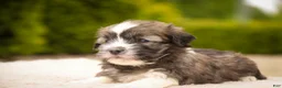 Havanese dogs for sale: Tara Havanese Puppy  - Ad 3