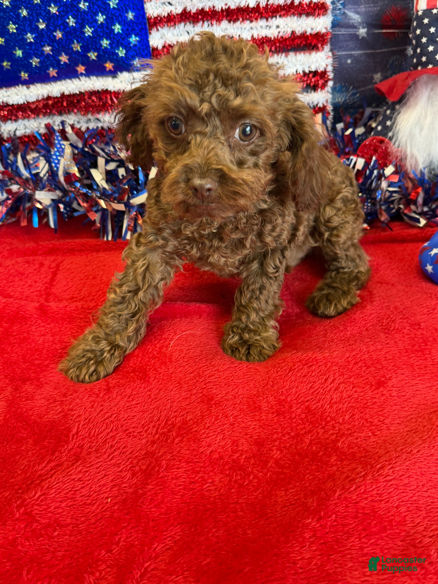 Cockapoo dogs Nugget - Ad 10