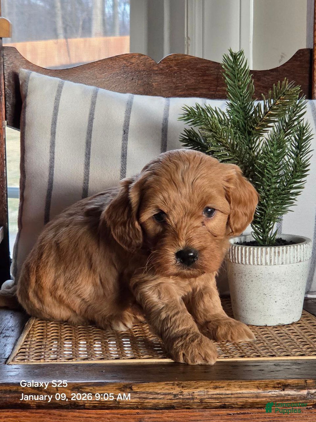 Mini Goldendoodle dogs for sale: Buddy  - Ad 3
