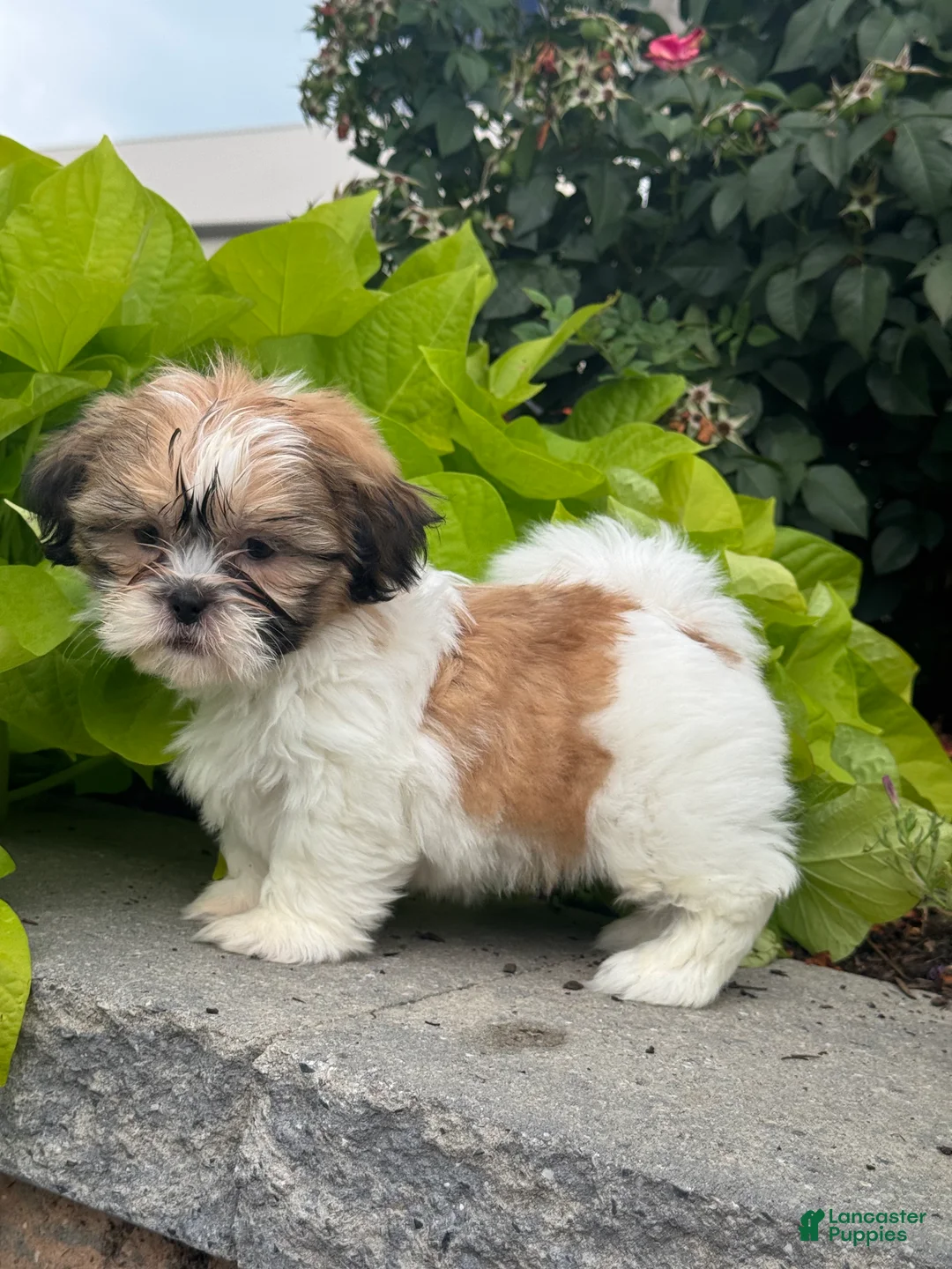 Shih Tzu dogs for sale: Sunny - Ad 5