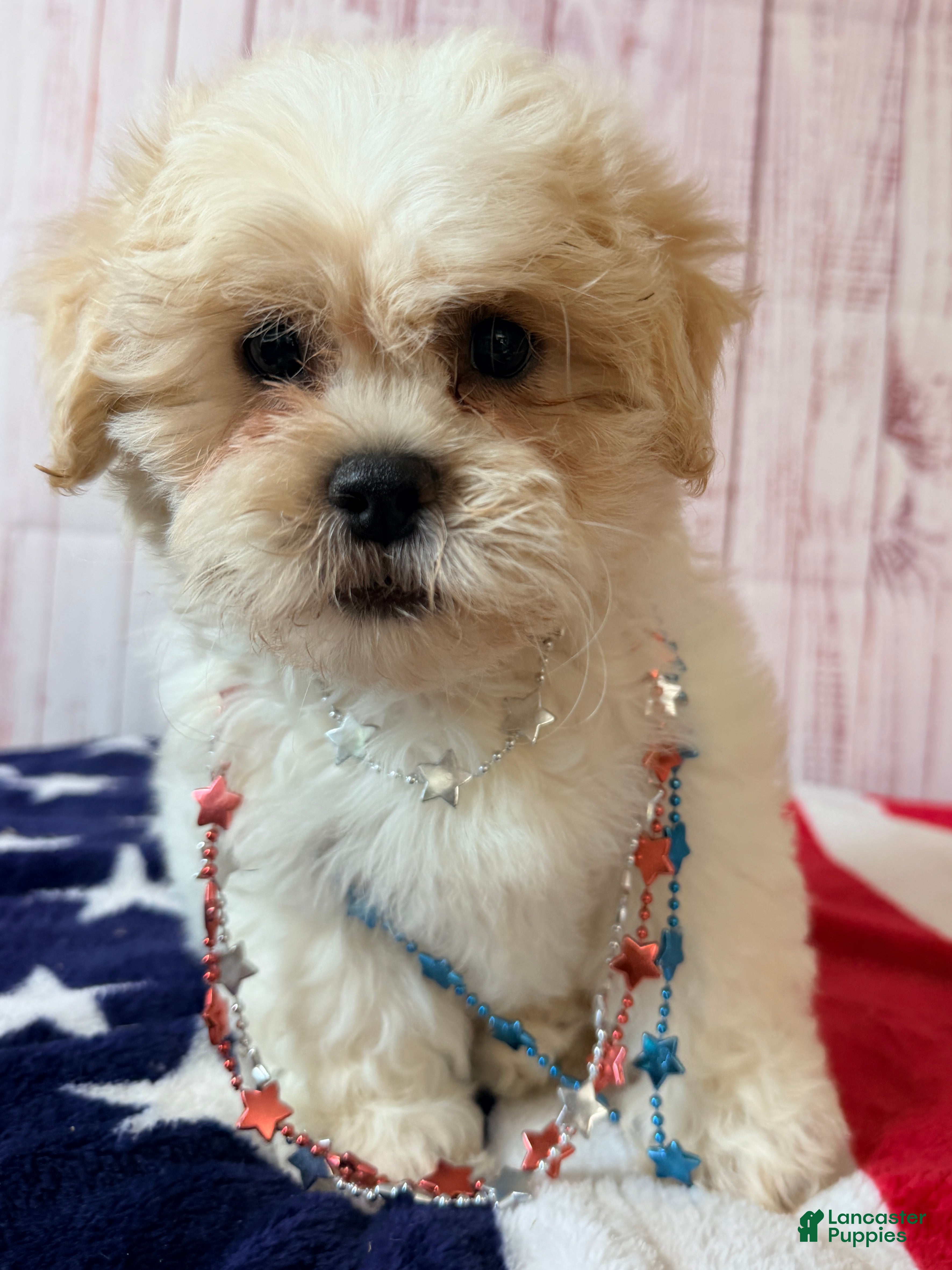 Teddy Bear dogs Mr Fluffles - Ad 2